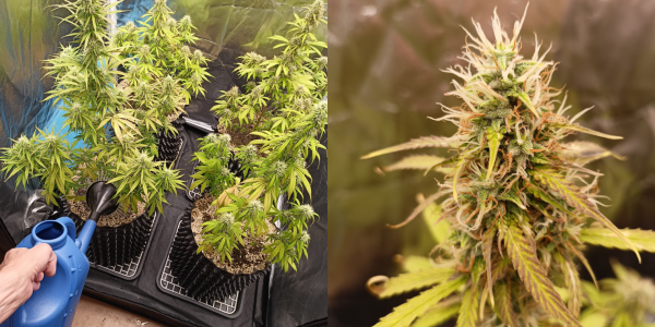 1691218285184.png 1691218285184.png