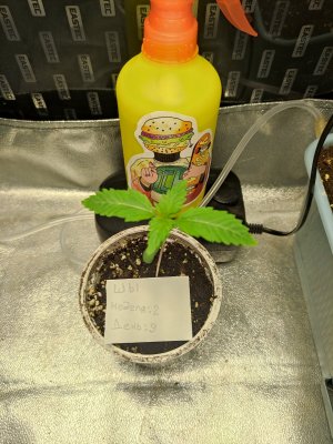 IMG_20230806_114726.jpg IMG_20230806_114726.jpg