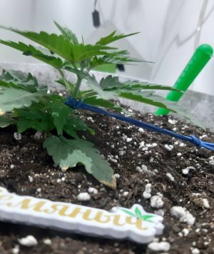 20230807_183624.jpg 20230807_183624.jpg