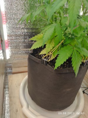 IMG_20230809_024033.jpg IMG_20230809_024033.jpg