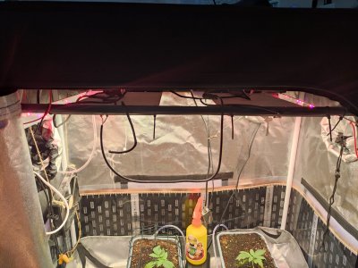 IMG_20230810_064648.jpg IMG_20230810_064648.jpg