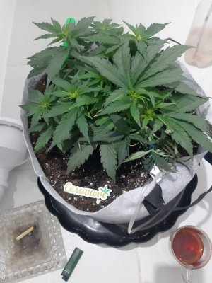 20230810_192127.jpg 20230810_192127.jpg