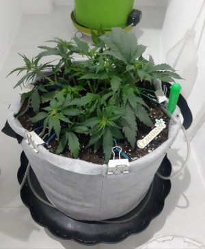 20230810_191817.jpg 20230810_191817.jpg