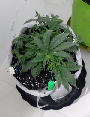 20230810_191626.jpg 20230810_191626.jpg