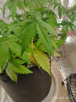 IMG_20230811_001211.jpg IMG_20230811_001211.jpg