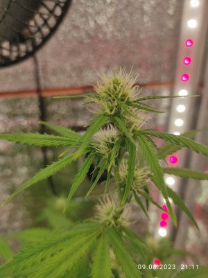 IMG_20230809_211152.jpg IMG_20230809_211152.jpg