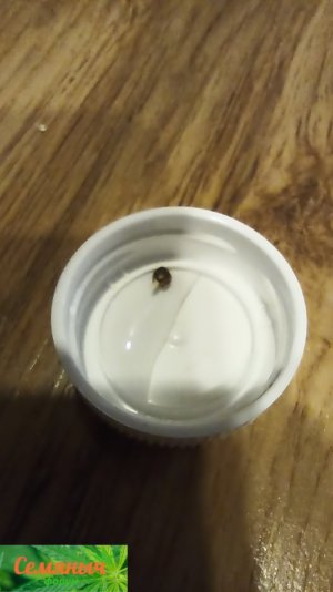 Picsart_23-08-09_11-15-52-389.jpg Picsart_23-08-09_11-15-52-389.jpg