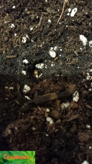 Picsart_23-08-09_11-17-55-358.jpg Picsart_23-08-09_11-17-55-358.jpg