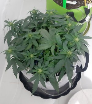 20230812_200805.jpg 20230812_200805.jpg