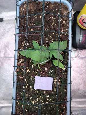 IMG_20230813_074600.jpg IMG_20230813_074600.jpg