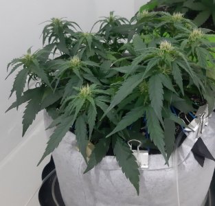 20230812_201408.jpg 20230812_201408.jpg