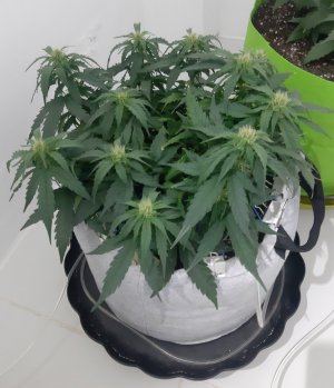 20230812_201552.jpg 20230812_201552.jpg