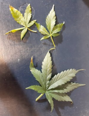 20230812_201751.jpg 20230812_201751.jpg