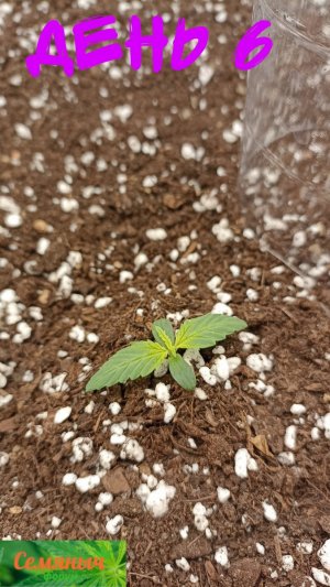 Picsart_23-08-12_09-25-46-728.jpg Picsart_23-08-12_09-25-46-728.jpg