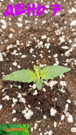 Picsart_23-08-13_07-23-00-813.jpg Picsart_23-08-13_07-23-00-813.jpg