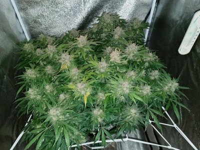 photo_2023-08-13_15-25-48.jpg photo_2023-08-13_15-25-48.jpg