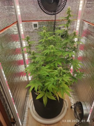 IMG_20230813_014436.jpg IMG_20230813_014436.jpg