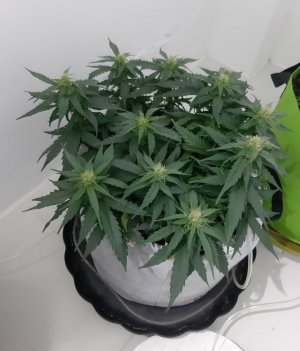 20230813_145158.jpg 20230813_145158.jpg