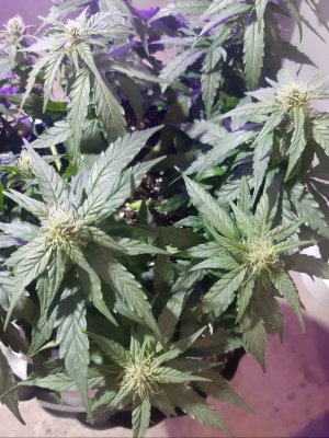 20230813_143535.jpg 20230813_143535.jpg