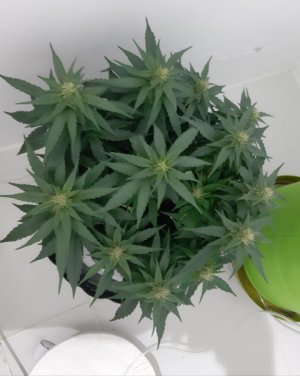 20230813_143337.jpg 20230813_143337.jpg