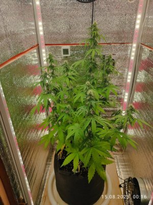 IMG_20230815_001630.jpg IMG_20230815_001630.jpg