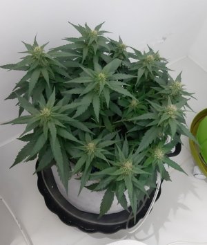 20230814_224036.jpg 20230814_224036.jpg