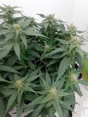 20230814_224138.jpg 20230814_224138.jpg