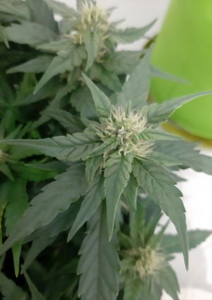 20230814_224157.jpg 20230814_224157.jpg