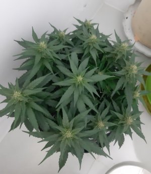 20230814_224259.jpg 20230814_224259.jpg