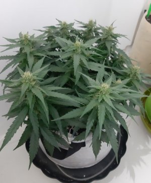 20230814_224330.jpg 20230814_224330.jpg