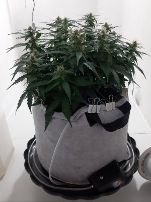 20230814_224535.jpg 20230814_224535.jpg