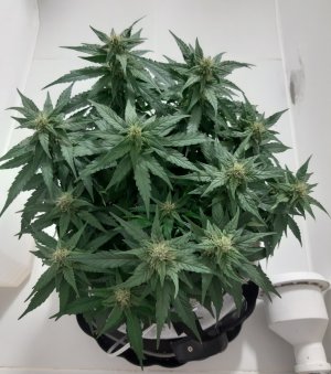 20230814_224514.jpg 20230814_224514.jpg