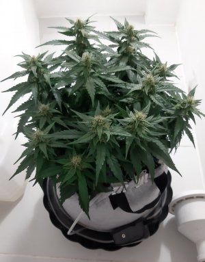 20230814_224454.jpg 20230814_224454.jpg