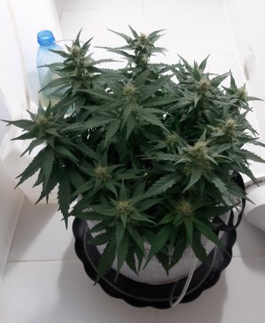 20230814_225137.jpg 20230814_225137.jpg