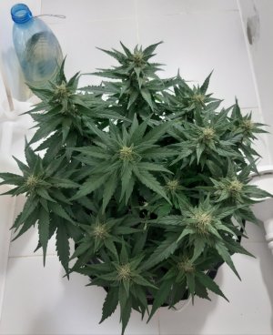 20230814_225201.jpg 20230814_225201.jpg