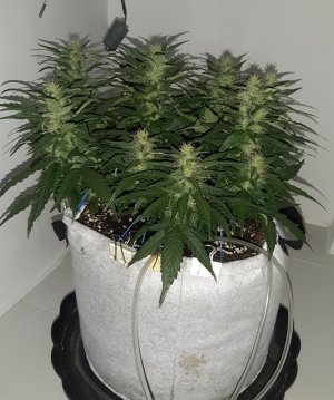 20230815_201538.jpg 20230815_201538.jpg