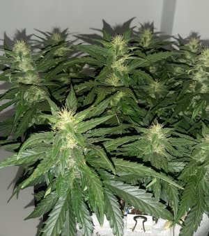 20230815_201438.jpg 20230815_201438.jpg