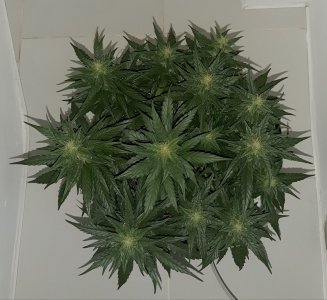 20230815_201328.jpg 20230815_201328.jpg