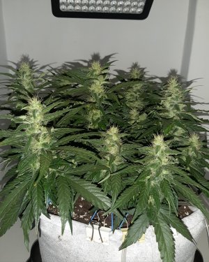 20230815_201238.jpg 20230815_201238.jpg