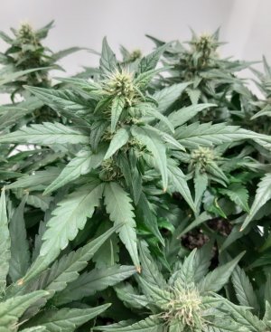 20230815_201222.jpg 20230815_201222.jpg