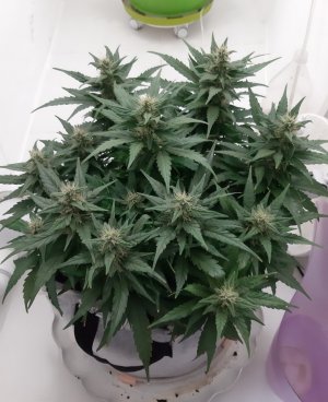 20230815_201000.jpg 20230815_201000.jpg