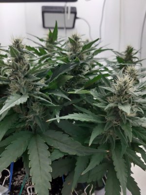 20230815_200921.jpg 20230815_200921.jpg