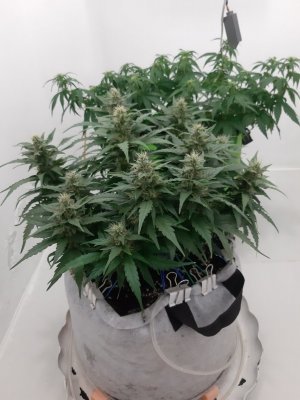 20230815_200800.jpg 20230815_200800.jpg