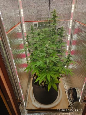 IMG_20230815_231514.jpg IMG_20230815_231514.jpg