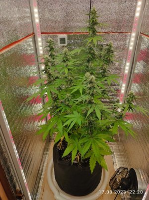 IMG_20230817_222048.jpg IMG_20230817_222048.jpg