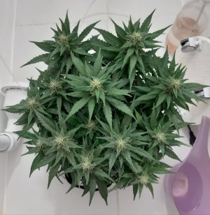 20230817_154828.jpg 20230817_154828.jpg