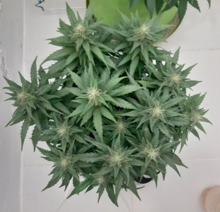 20230817_154704.jpg 20230817_154704.jpg