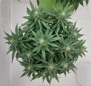 20230817_155017.jpg 20230817_155017.jpg