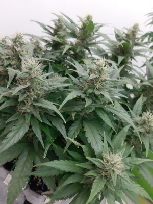 20230817_154934.jpg 20230817_154934.jpg