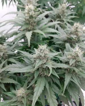 20230817_154958.jpg 20230817_154958.jpg